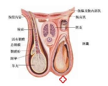 什么是鞘膜积液?得了鞘膜积液怎么办?